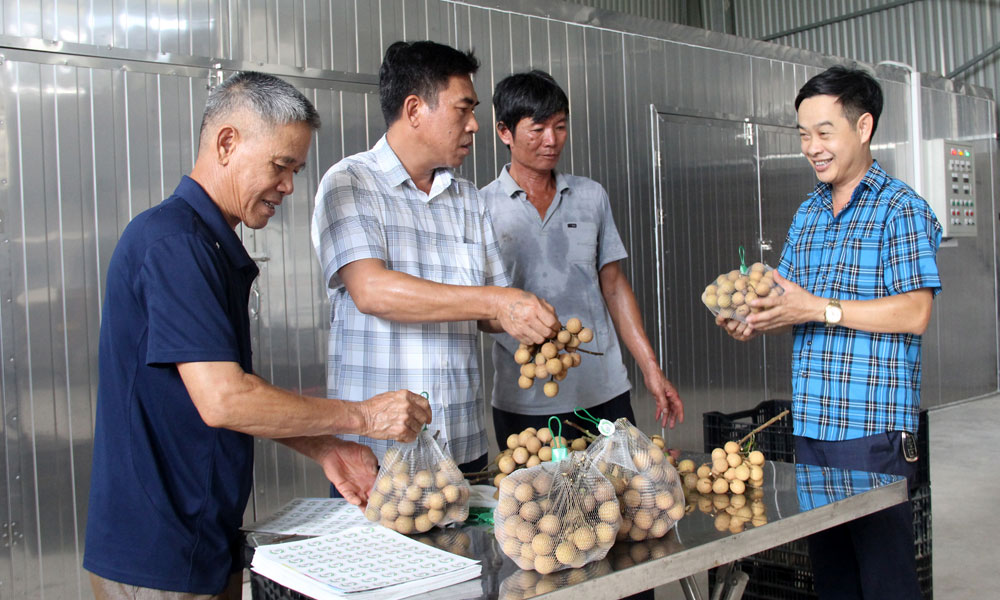 Giám đốc HTX Hồng Xuân Phạm Văn Dũng: Vượt khó, đưa nông sản vươn xa 